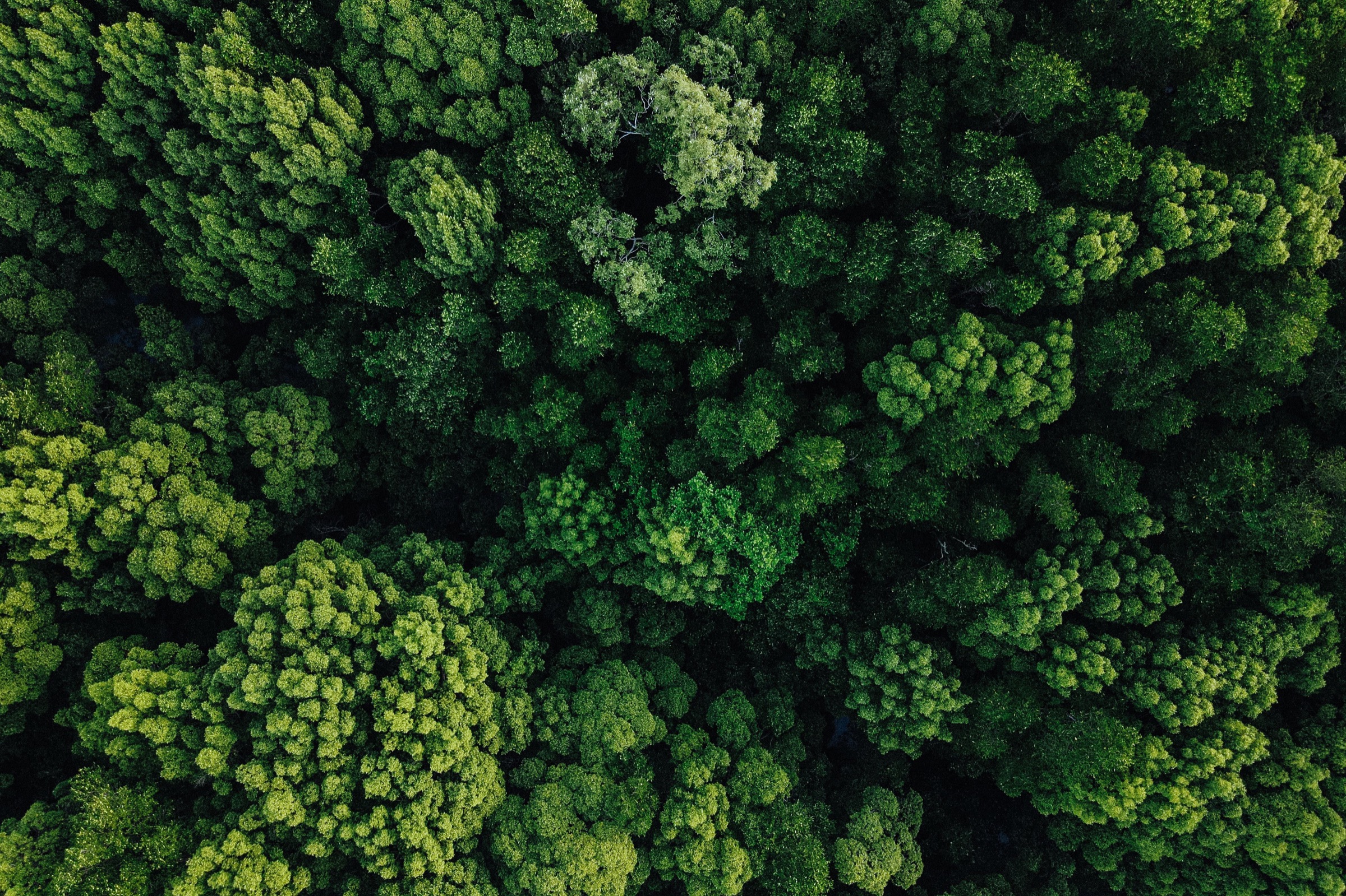 Aerial view of a green forest representing sustainable development