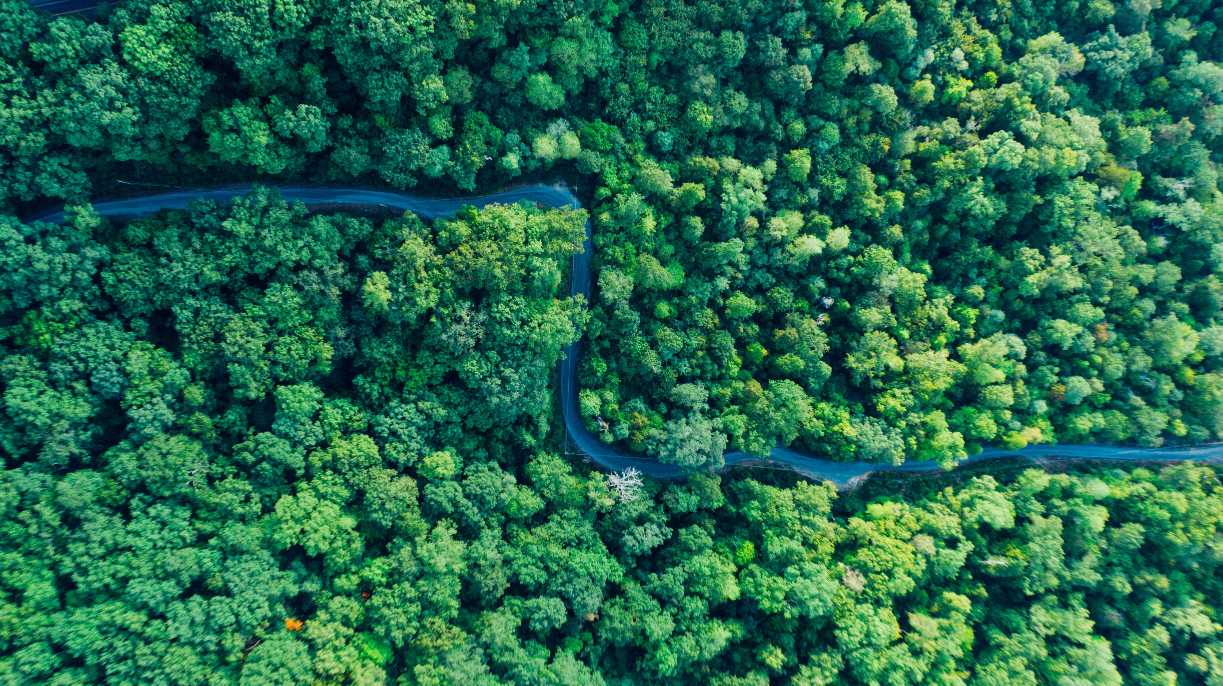 Aerial view of a road winding through a dense green forest